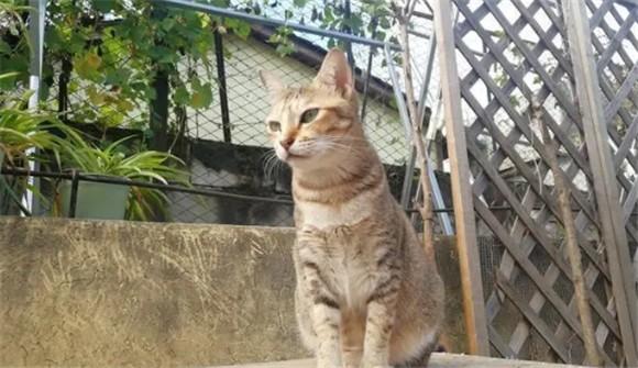 后院猫一定不能买吗