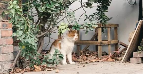 后院猫为什么不能养-图1