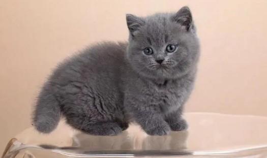 卡尔特猫和英短的区别图片-图1