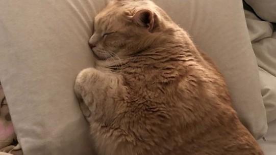 胖胖的猫是什么品种