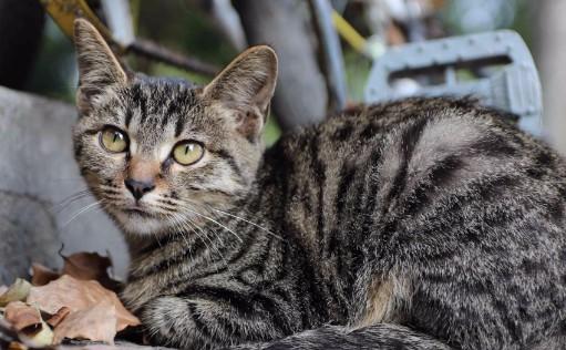 狸花猫的进化过程-图1