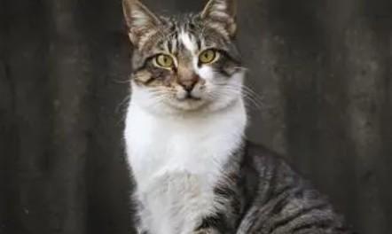 狸花白肚子是啥猫