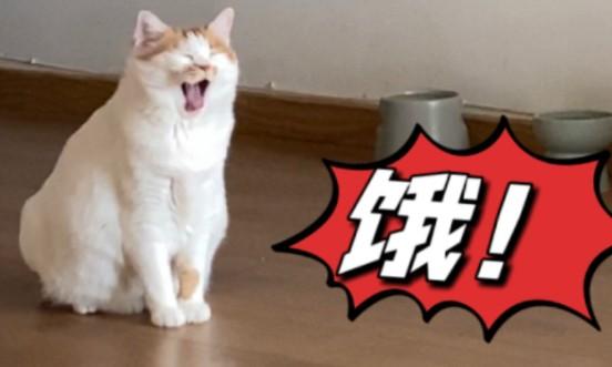 猫饿极了会有什么表现-图1