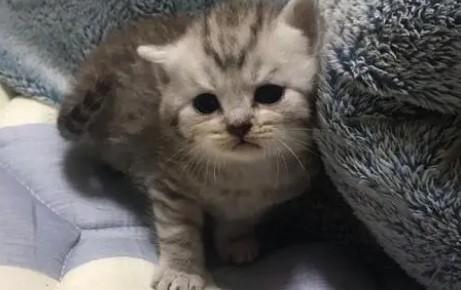 虎斑银渐层猫图片-图1