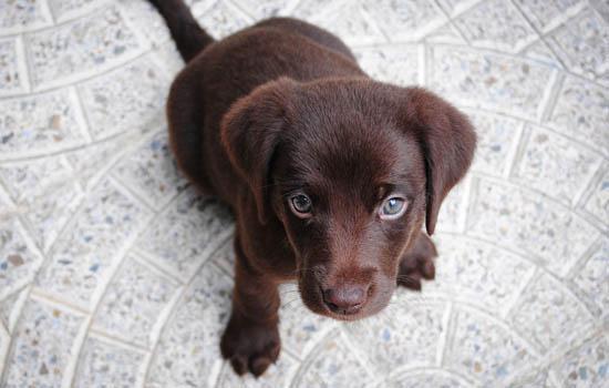 马尔济斯犬出生几天睁眼-图1