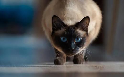 暹罗猫和马来西亚猫品种-图1