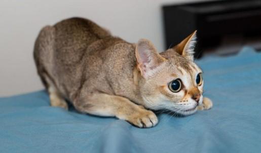 东南亚猫品种有哪些-图1