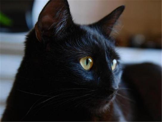 养黑色的猫好不好-图1