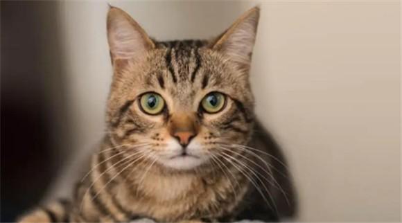 虎斑猫性格优点缺点-图1
