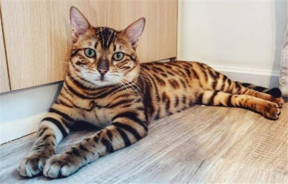 虎斑豹纹猫吃什么食物