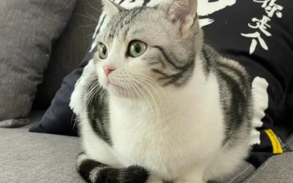 母鸡蹲猫咪不舒服嘛
