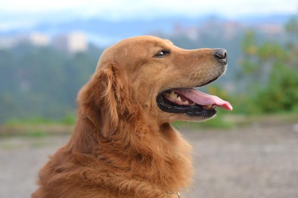 金毛犬一生认几个主人-图2
