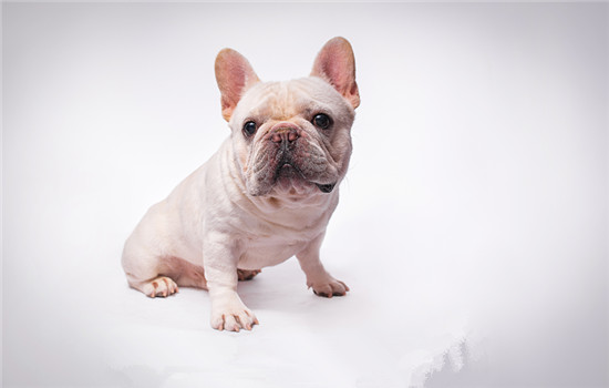 芬兰狐狸犬的缺点-图1