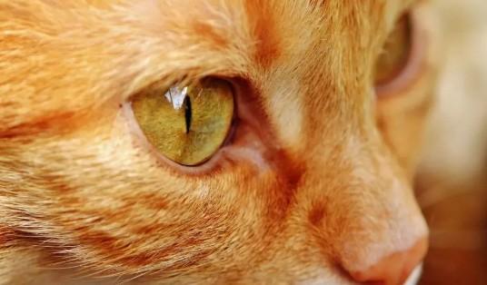 金色瞳孔的猫叫什么
