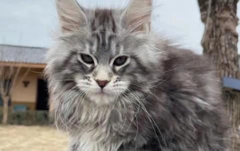 比较霸气的猫什么品种