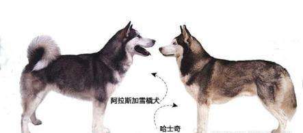 哈士奇跟阿拉斯加的区别-图1