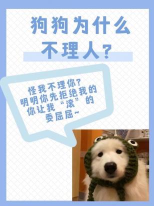 狗狗为什么不理对方