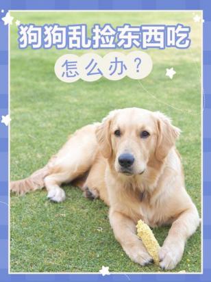 狗狗为什么喜欢追其他狗狗