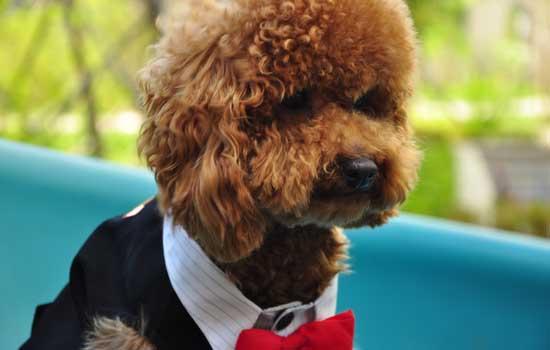 泰迪犬突然抽搐站不起来怎么办？急救措施和常见原因有哪些-1