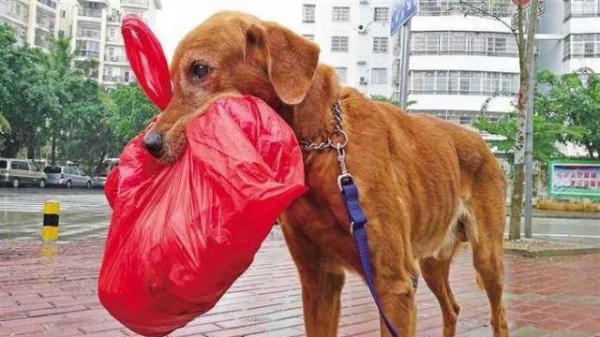 狗为什么叼垃圾