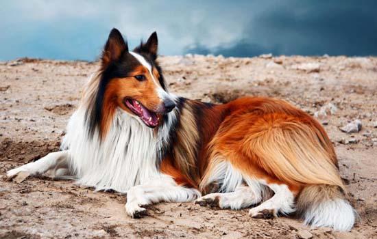 法国斗牛犬的优缺点都有哪些-图1
