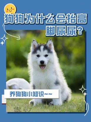 为什么狗总尿