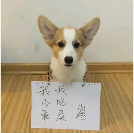 狗狗为什么吃过就排便啊-图2