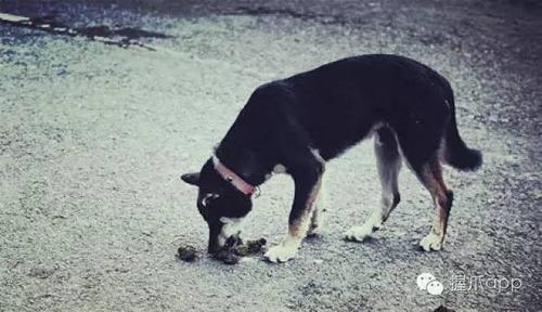 狗狗为什么吃过就排便啊-图1