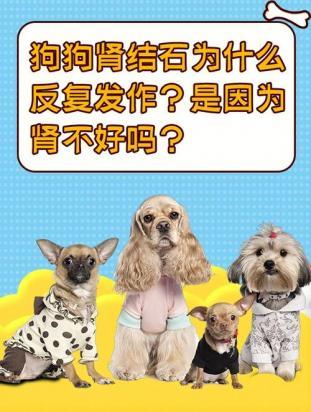 狗狗肾不好肾脏疾病原因-1
