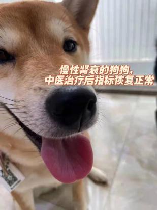 狗狗肾不好肾脏疾病原因-2