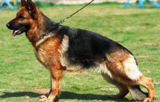 德国牧羊犬的四大品种-图1