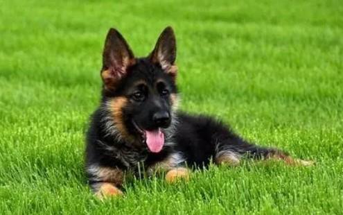 大型犬排名前十名不咬人但威风
