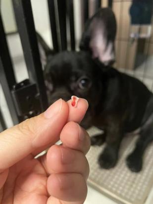 狗狗牙齿出血是怎么回事