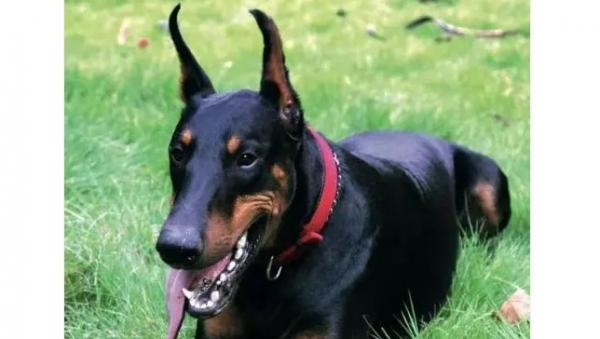 世界公认的三大护卫犬-图1