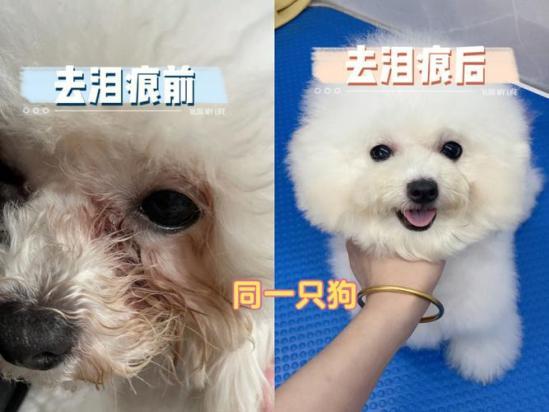 狗狗泪痕为什么总是时好时坏的-图1