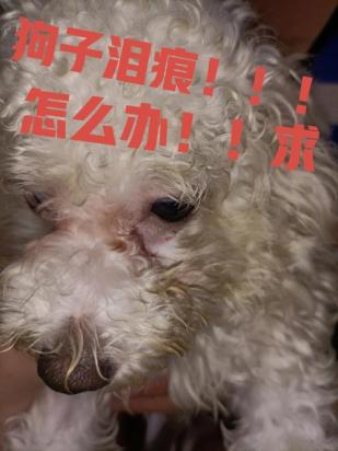 狗狗有眼屎怎么回事啊还有泪痕怎么办-图1
