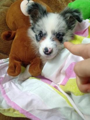 狗狗泪痕为什么总是时好时坏的-图2