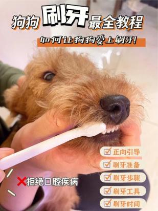 为什么要帮狗狗刷牙的原因呢