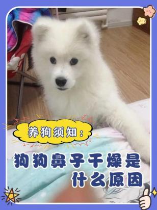狗狗鼻子干是怎么回事