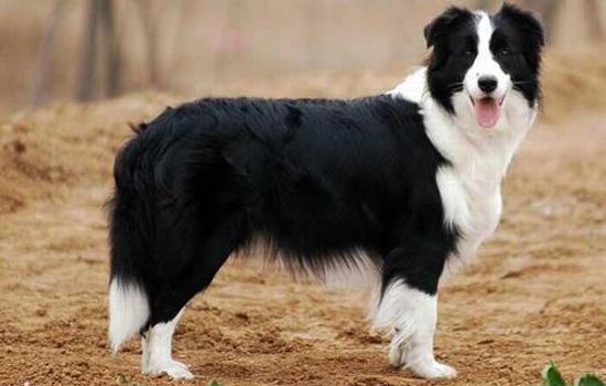 德国牧羊犬为什么禁养-图1