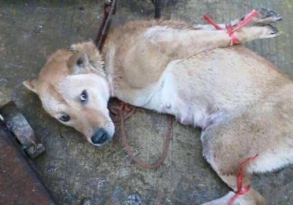 狗狗为什么被绑住了一直叫个不停