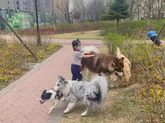 狗狗为什么不跟小孩玩耍