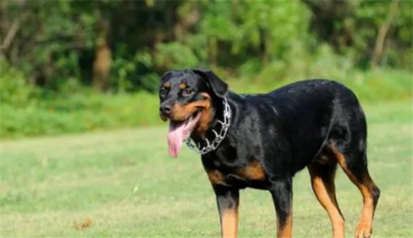 防暴犬有几个品种-图1
