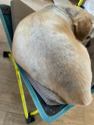 狗狗为什么蹭桃子呢