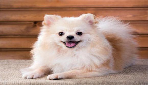 波美拉尼亚犬图片头像介绍