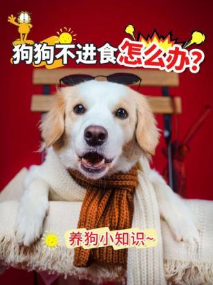 为什么狗狗开始不吃饭了怎么回事