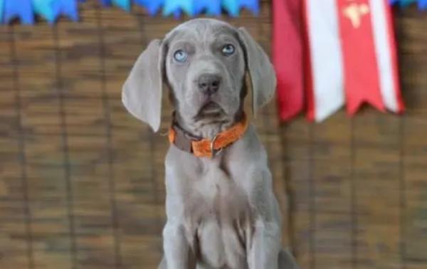 巴斯克维尔猎犬告诉我们什么道理-图1