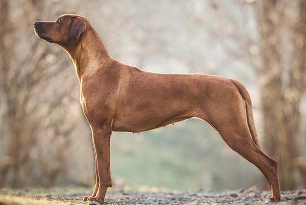 巴斯克维尔的猎犬事件故事简介-图1