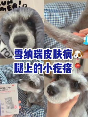 狗狗嘴巴为什么会长脚气啊