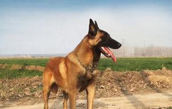 马犬是什么狗的后代-图1
